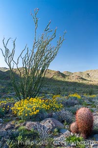 Barrel cactus, brittlebush, ocotillo and wildflowers color the sides of Glorietta Canyon.  Heavy winter rains led to a historic springtime bloom in 2005, carpeting the entire desert in vegetation and color for months.