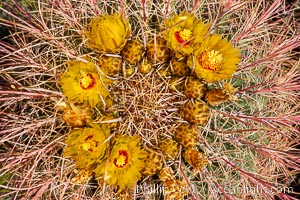 Barrel cactus bloom.  Heavy winter rains led to a historic springtime bloom in 2005, carpeting the entire desert in vegetation and color for months, Ferocactus cylindraceus, Anza-Borrego Desert State Park, Borrego Springs, California