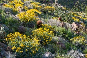 Barrel cactus, brittlebush and wildflowers color the sides of Glorietta Canyon.  Heavy winter rains led to a historic springtime bloom in 2005, carpeting the entire desert in vegetation and color for months, Encelia farinosa, Ferocactus cylindraceus, Anza-Borrego Desert State Park, Borrego Springs, California