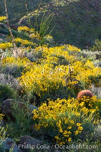 Barrel cactus, brittlebush and wildflowers color the sides of Glorietta Canyon.  Heavy winter rains led to a historic springtime bloom in 2005, carpeting the entire desert in vegetation and color for months, Encelia farinosa, Ferocactus cylindraceus, Anza-Borrego Desert State Park, Borrego Springs, California