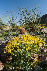 Barrel cactus, brittlebush, ocotillo and wildflowers color the sides of Glorietta Canyon.  Heavy winter rains led to a historic springtime bloom in 2005, carpeting the entire desert in vegetation and color for months, Encelia farinosa, Ferocactus cylindraceus, Fouquieria splendens, Anza-Borrego Desert State Park, Borrego Springs, California