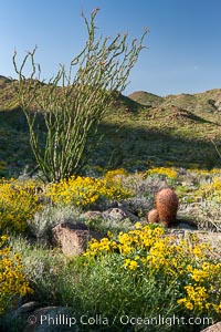 Barrel cactus, brittlebush, ocotillo and wildflowers color the sides of Glorietta Canyon.  Heavy winter rains led to a historic springtime bloom in 2005, carpeting the entire desert in vegetation and color for months, Encelia farinosa, Ferocactus cylindraceus, Fouquieria splendens, Anza-Borrego Desert State Park, Borrego Springs, California