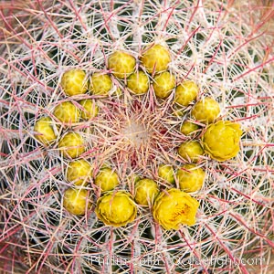 Red barrel flower bloom, cactus detail, spines and flower on top of the cactus, Glorietta Canyon, Anza-Borrego Desert State Park.