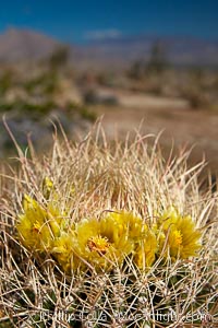 Cactus flowers bloom, on top of a barrel cactus, with the town of Borrego Springs in the distance, Ferocactus cylindraceus, Anza-Borrego Desert State Park