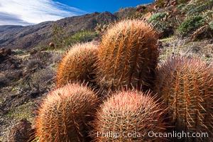 Red barrel cactus, Glorietta Canyon, Anza-Borrego Desert State Park, Ferocactus cylindraceus, Borrego Springs, California