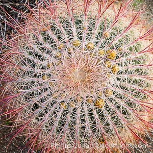 Red barrel cactus detail, spines on top of the cactus, Glorietta Canyon, Anza-Borrego Desert State Park, Ferocactus cylindraceus, Borrego Springs, California