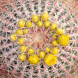 Red barrel flower bloom, cactus detail, spines and flower on top of the cactus, Glorietta Canyon, Anza-Borrego Desert State Park. Borrego Springs, California, USA, Ferocactus cylindraceus, natural history stock photograph, photo id 24309