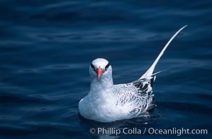 Red-billed tropic bird, open ocean, Phaethon aethereus, San Diego, California