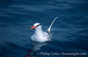 Red-billed tropic bird, open ocean, Phaethon aethereus, San Diego, California