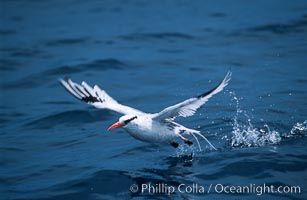 Red-billed tropic bird, taking flight over open ocean, Phaethon aethereus, San Diego, California