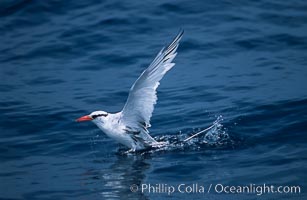 Red-billed tropic bird, taking flight over open ocean, Phaethon aethereus, San Diego, California