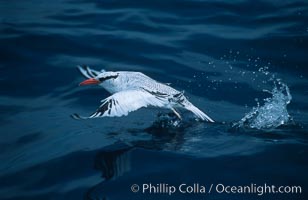 Red-billed tropic bird, taking flight over open ocean, Phaethon aethereus, San Diego, California