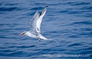 Red-billed tropic bird, taking flight over open ocean, Phaethon aethereus, San Diego, California