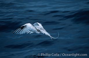 Red-billed tropic bird, taking flight over open ocean, Phaethon aethereus, San Diego, California