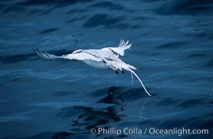 Red-billed tropic bird, taking flight over open ocean, Phaethon aethereus, San Diego, California