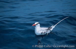 Red-billed tropic bird, open ocean, Phaethon aethereus, San Diego, California