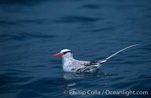 Red-billed tropic bird, open ocean, Phaethon aethereus, San Diego, California