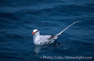 Red-billed tropic bird, open ocean, Phaethon aethereus, San Diego, California