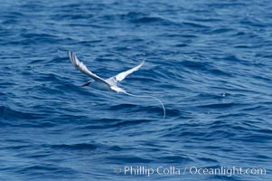 Red-billed tropic bird, open ocean, Phaethon aethereus, San Diego, California