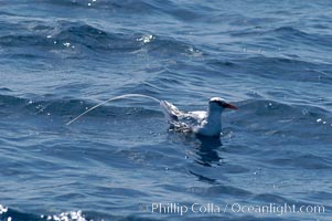 Red-billed tropic bird, open ocean, Phaethon aethereus, San Diego, California