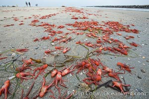 Pelagic red tuna crabs, washed ashore to form dense piles on the beach, Pleuroncodes planipes, Ocean Beach, California