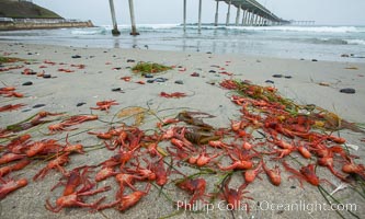 Pelagic red tuna crabs, washed ashore to form dense piles on the beach, Pleuroncodes planipes, Ocean Beach, California