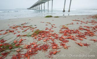 Pelagic red tuna crabs, washed ashore to form dense piles on the beach, Pleuroncodes planipes, Ocean Beach, California