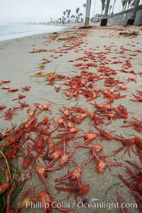 Pelagic red tuna crabs, washed ashore to form dense piles on the beach, Pleuroncodes planipes, Ocean Beach, California