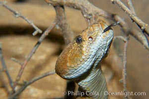 Red diamond rattlesnake.  The red diamond rattlesnake is the largest rattlesnake in southern California, reaching a length of 6 feet (2m).  It occurs from the coast to elevations of 5000 feet, Crotalus ruber ruber