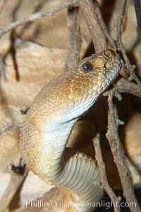 Red diamond rattlesnake.  The red diamond rattlesnake is the largest rattlesnake in southern California, reaching a length of 6 feet (2m).  It occurs from the coast to elevations of 5000 feet, Crotalus ruber ruber