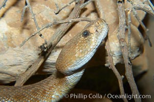 Red diamond rattlesnake.  The red diamond rattlesnake is the largest rattlesnake in southern California, reaching a length of 6 feet (2m).  It occurs from the coast to elevations of 5000 feet, Crotalus ruber ruber