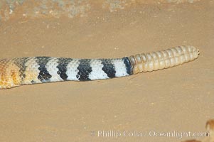 Rattle and characteristic stripes of the red diamond rattlesnake, Crotalus ruber ruber