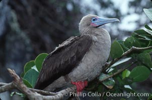 Red-footed booby, Sula sula, Cocos Island