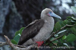 Red-footed booby, Sula sula, Cocos Island