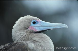 Red-footed booby, Sula sula, Cocos Island