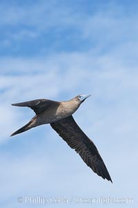Red-footed booby in flight, Sula sula, Wolf Island