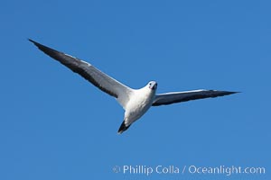 Red-footed booby, white-morph form that is similar in appearance to the Nazca booby, pink beak edge are diagnostic, in flight, Sula sula, Wolf Island