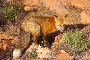 Red fox.  Red foxes are the most widely distributed wild carnivores in the world. Red foxes utilize a wide range of habitats including forest, tundra, prairie, and farmland. They prefer habitats with a diversity of vegetation types and are increasingly encountered in suburban areas, Vulpes vulpes