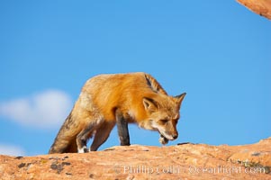 Red fox.  Red foxes are the most widely distributed wild carnivores in the world. Red foxes utilize a wide range of habitats including forest, tundra, prairie, and farmland. They prefer habitats with a diversity of vegetation types and are increasingly encountered in suburban areas, Vulpes vulpes