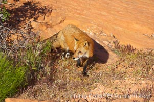 Red fox.  Red foxes are the most widely distributed wild carnivores in the world. Red foxes utilize a wide range of habitats including forest, tundra, prairie, and farmland. They prefer habitats with a diversity of vegetation types and are increasingly encountered in suburban areas, Vulpes vulpes