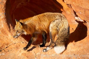 Red fox.  Red foxes are the most widely distributed wild carnivores in the world. Red foxes utilize a wide range of habitats including forest, tundra, prairie, and farmland. They prefer habitats with a diversity of vegetation types and are increasingly encountered in suburban areas, Vulpes vulpes