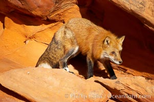 Red fox.  Red foxes are the most widely distributed wild carnivores in the world. Red foxes utilize a wide range of habitats including forest, tundra, prairie, and farmland. They prefer habitats with a diversity of vegetation types and are increasingly encountered in suburban areas, Vulpes vulpes