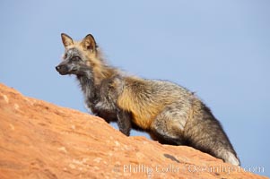 Cross fox.  The cross fox is a color variation of the red fox, Vulpes vulpes