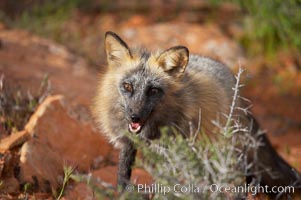 Cross fox.  The cross fox is a color variation of the red fox, Vulpes vulpes