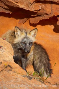 Cross fox.  The cross fox is a color variation of the red fox, Vulpes vulpes