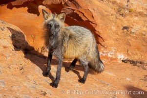 Cross fox.  The cross fox is a color variation of the red fox, Vulpes vulpes