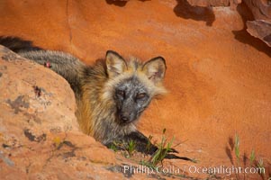 Cross fox.  The cross fox is a color variation of the red fox, Vulpes vulpes