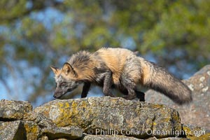 Cross fox, Sierra Nevada foothills, Mariposa, California.  The cross fox is a color variation of the red fox, Vulpes vulpes