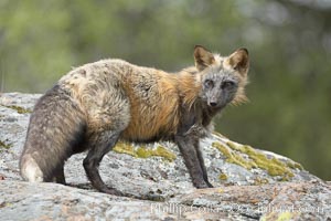 Cross fox, Sierra Nevada foothills, Mariposa, California.  The cross fox is a color variation of the red fox, Vulpes vulpes