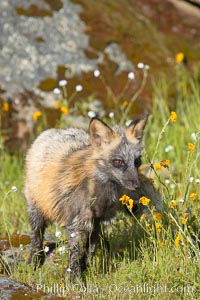 Cross fox, Sierra Nevada foothills, Mariposa, California.  The cross fox is a color variation of the red fox, Vulpes vulpes